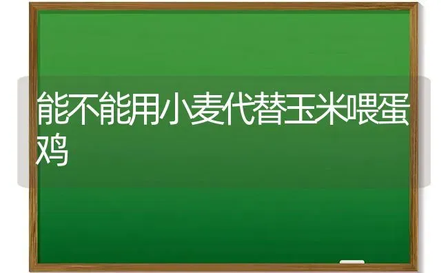 能不能用小麦代替玉米喂蛋鸡 | 粮油作物种植