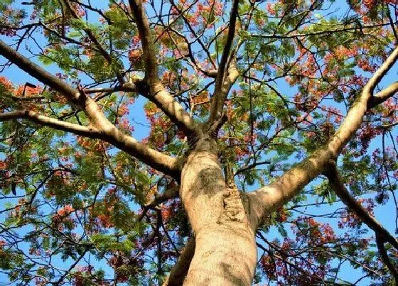 开花时间|风凰花什么季节开花 在几月份开的花