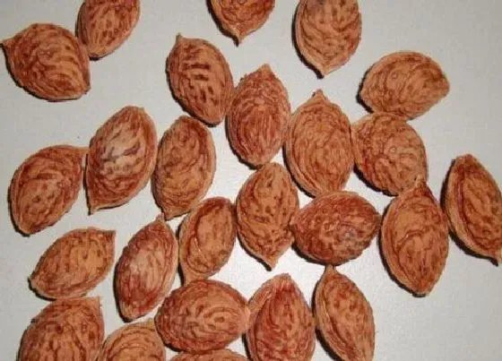 植物百科|核桃有种子吗