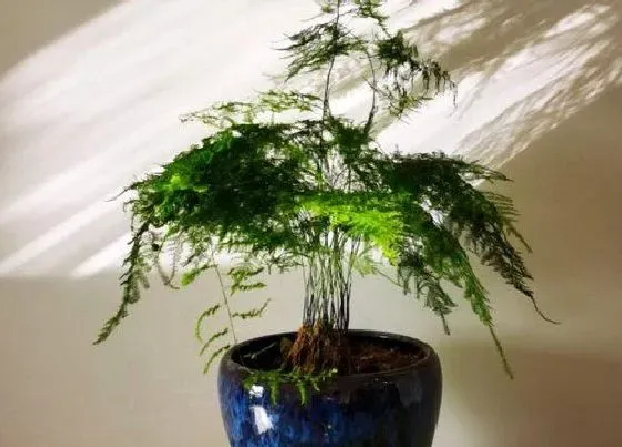 冬天植物|文竹冬天会不会冻死 文竹最低多少度不会冻死