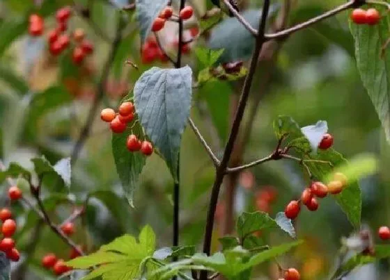 植物排行|五味子什么品种最好