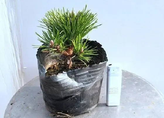 植物百科|五针松可以淋雨吗