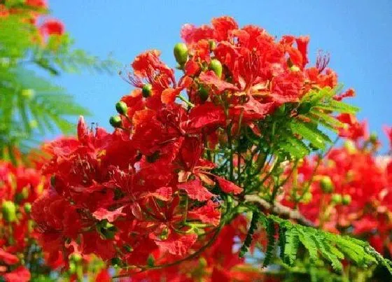 开花时间|风凰花什么季节开花 在几月份开的花
