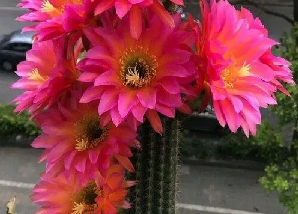 养殖方法|毛花柱怎么养才开花