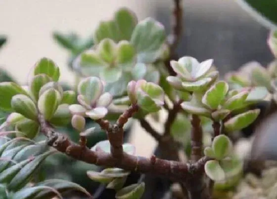 夏天植物|雅乐之舞夏季怎么养护