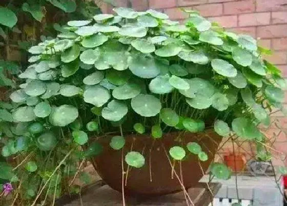 习性特点|金钱草的样子和特点描写