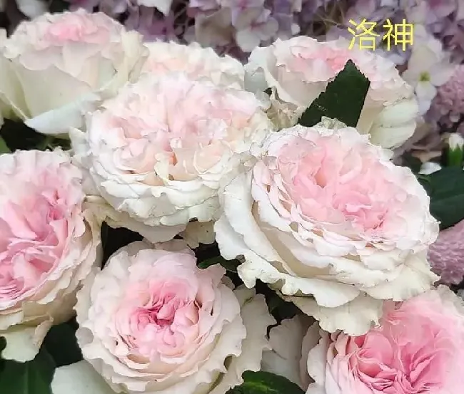 植物百科|洛神月季花优缺点（灌木月季洛神抗病性强好养多季开花）