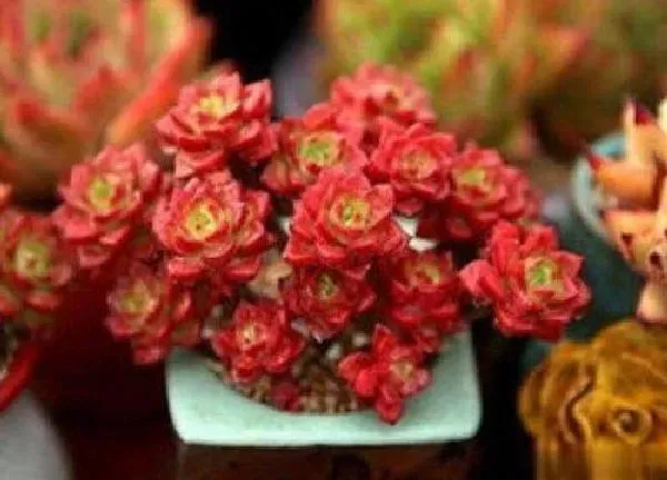 植物扦插|蒂亚可以叶插吗