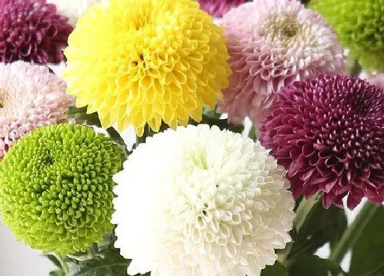 植物寓意|乒乓球菊的花语是什么意思 代表什么寓意