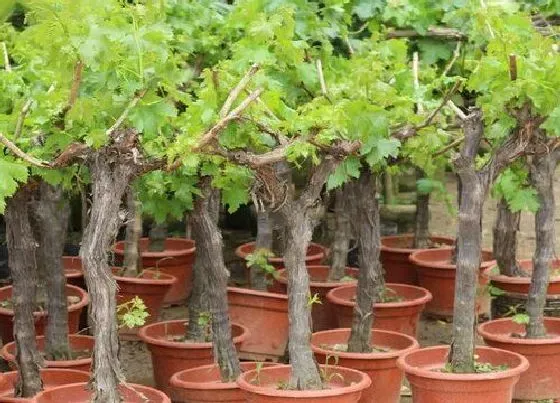 植物修剪|盆栽葡萄怎么修剪好看