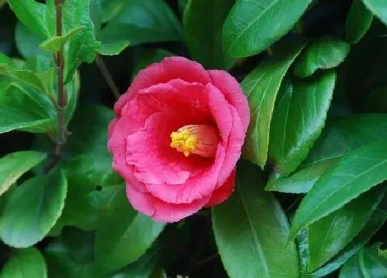 花期|香妃茶花花期多久时间