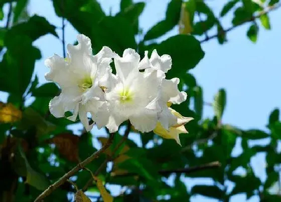 植物百科|清明花又叫什么花