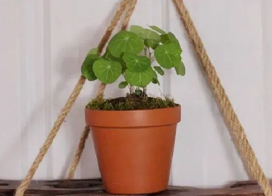 植物寓意|山乌龟植物风水寓意 家里种植山乌龟的风水说法