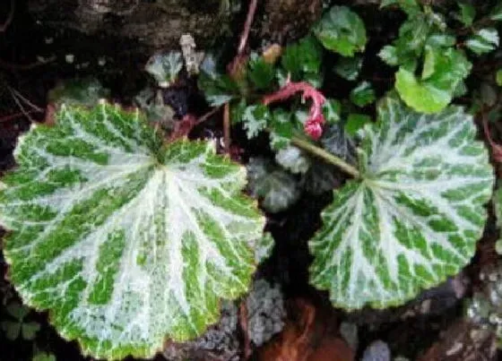 植物百科|虎耳草又叫什么名字