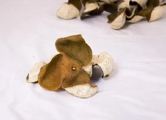 果实科普|皇帝柑做的陈皮好不好 皇帝柑的皮怎么做陈皮