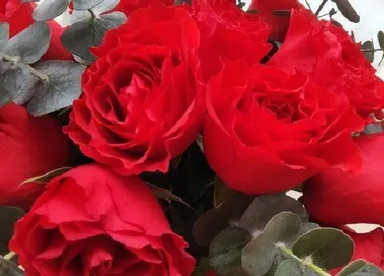 植物寓意|6朵玫瑰花花语代表什么意思