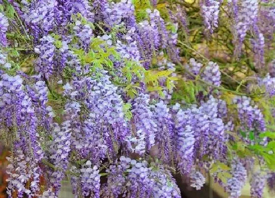 植物百科|树藤是什么植物 属于什么类别植物