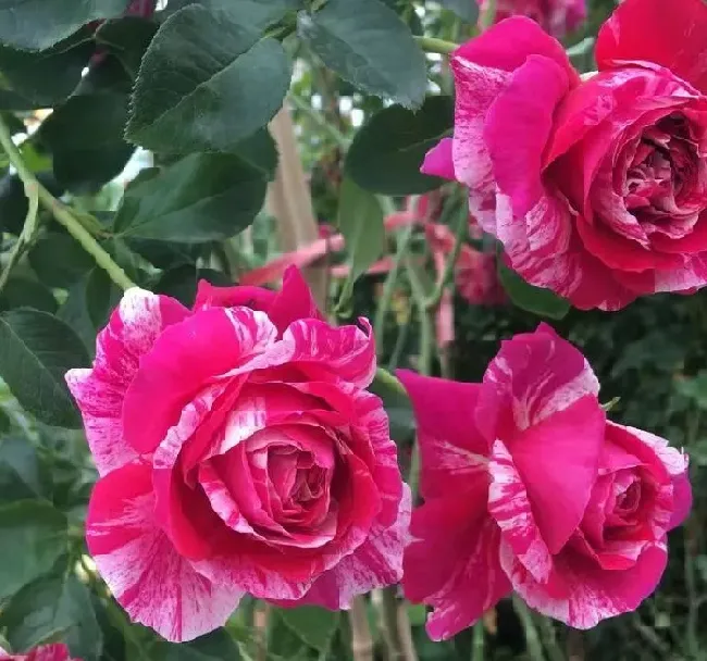 植物百科|伊蕾莎斯特月季优缺点介绍（藤本月季耐阴，一年开多次花）