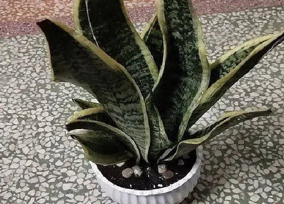 花语|虎皮兰的花语和寓意