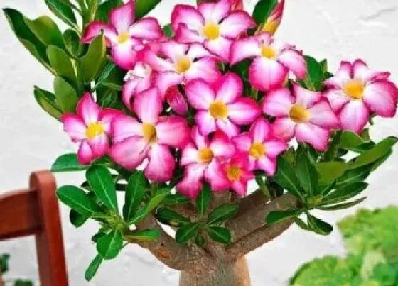 冬天植物|沙漠玫瑰如何过冬 沙漠玫瑰冬天怎么养才能安全过冬