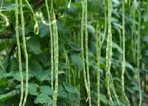 果实保存|豇豆的储存方法