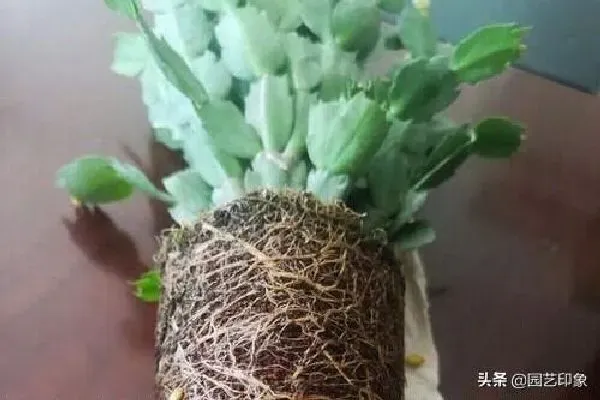 植物移栽|蟹爪兰换盆方法和注意事项（换盆后红叶原因与养护技巧）