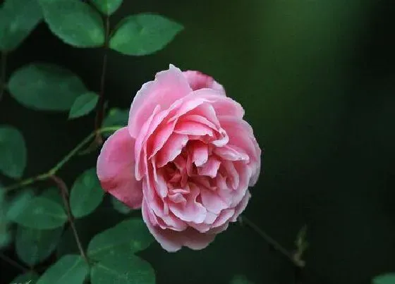 花语|什么花的花语是热烈的爱