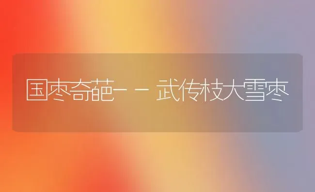 国枣奇葩--武传枝大雪枣 | 瓜果种植