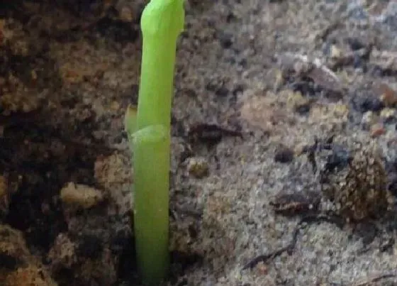 植物产地|银杏产地在什么地方 产地在哪里
