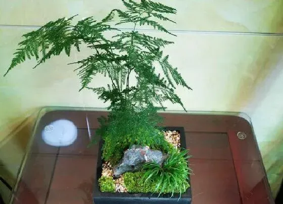 冬天植物|文竹冬天会不会冻死 文竹最低多少度不会冻死