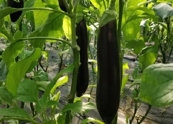 种植土壤|茄子适合什么土壤种植