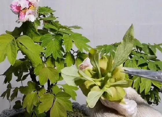 植物修剪|牡丹花怎么修剪方法