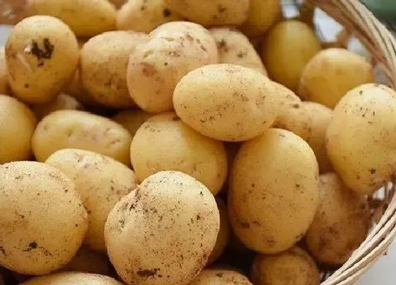 果实科普|如何挑选土豆好吃 土豆挑选有什么技巧