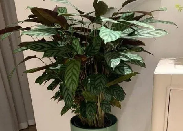 植物浇水|飞羽竹芋多久浇一次水