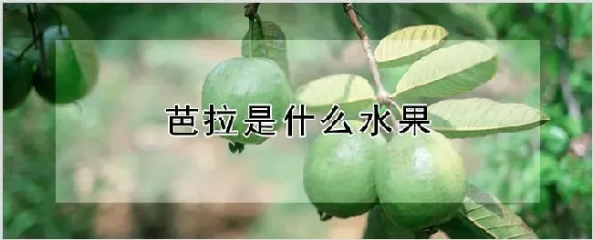 芭拉是什么水果 | 耕种资料