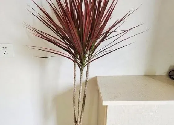 植物种类|千年木有几个品种图片 千年木有几种颜色，哪种最好