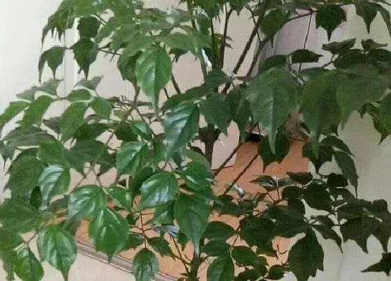冬天植物|平安树耐多少度低温