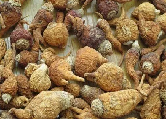 植物产地|玛卡哪里产的最好