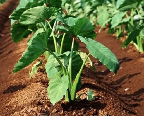 植物施肥|种芋头用什么肥料好