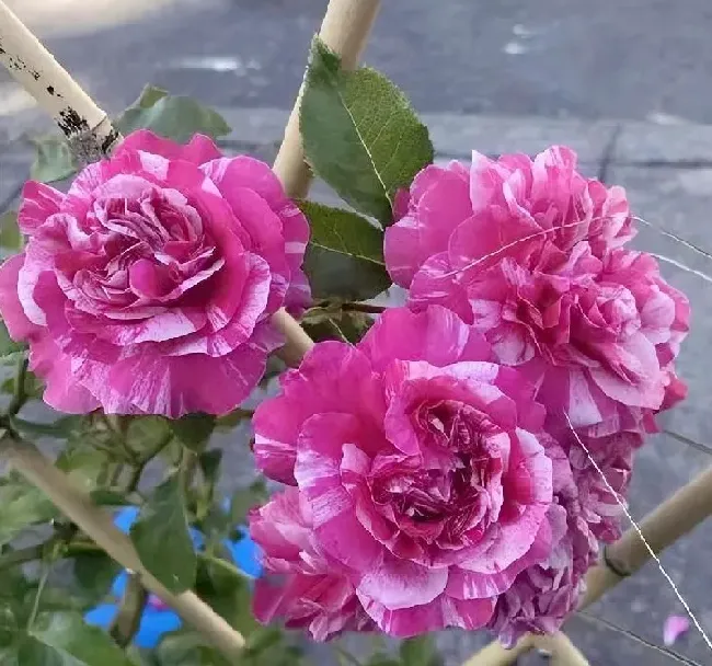 植物百科|伊蕾莎斯特月季优缺点介绍（藤本月季耐阴，一年开多次花）