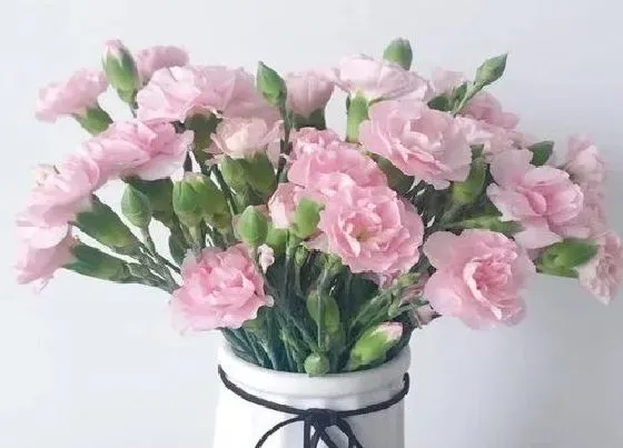 送花|医院送什么花合适