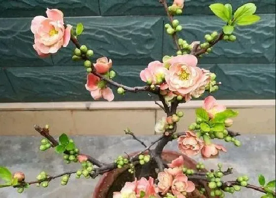 冬天植物|四季海棠花耐寒多少度