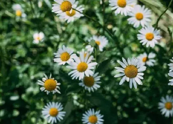 开花时间|菊花是什么季节开的花