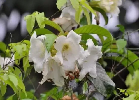植物百科|清明花又叫什么花