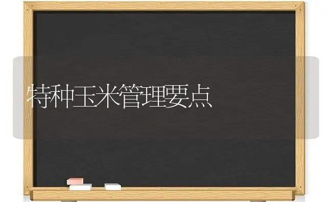 特种玉米管理要点 | 粮油作物种植