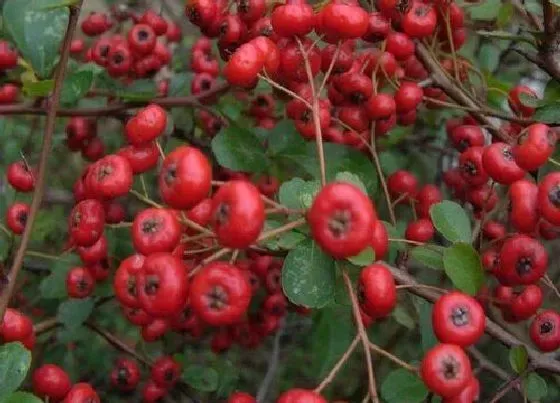 种植管理|红果树几年结果实