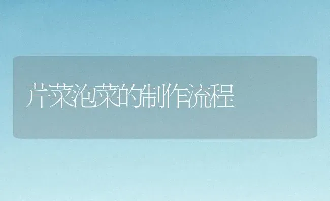芹菜泡菜的制作流程 | 蔬菜种植