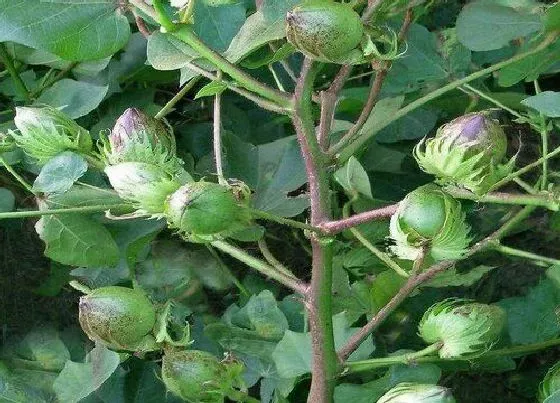 种植百科|棉花一年可以种几次 种棉花什么时间种最好