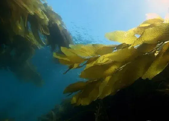 植物百科|海带属于什么类植物 属于绿色海藻植物吗