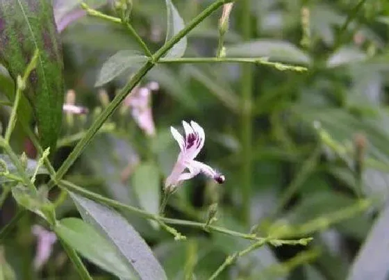 植物毒性|穿心莲有毒吗 可以放在室内养吗